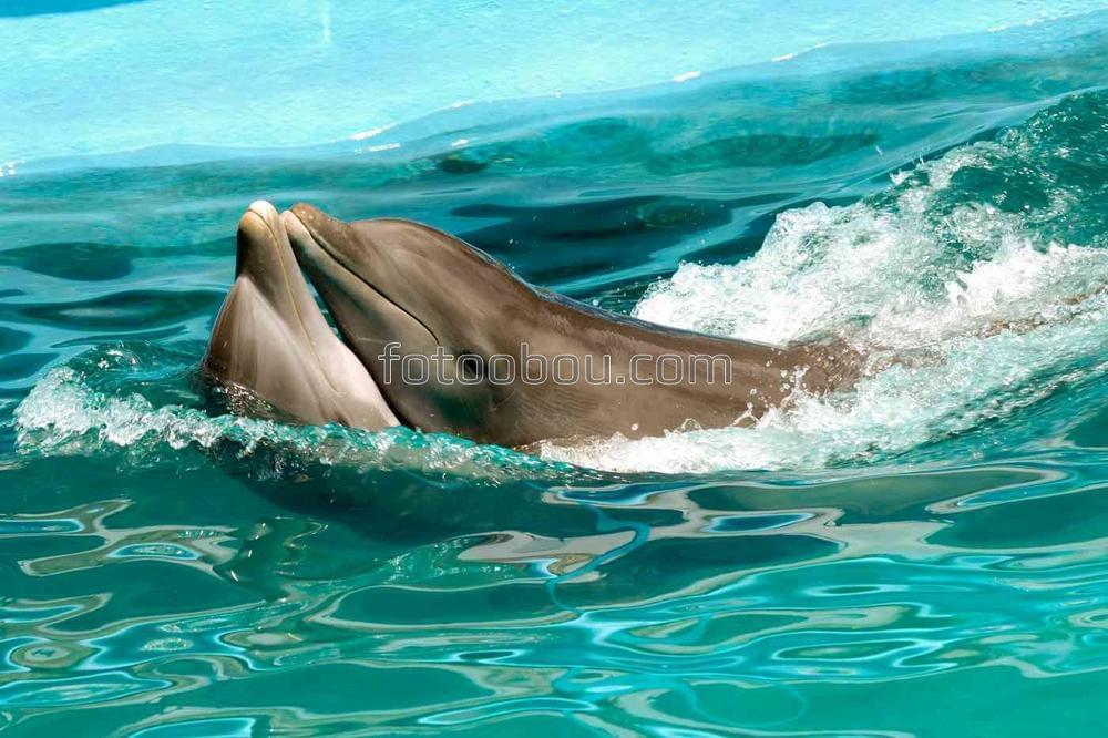Игра дельфинов в голубой воде