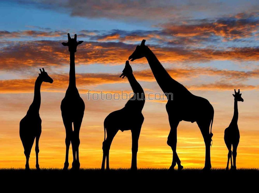 Стадо жирафов на закате