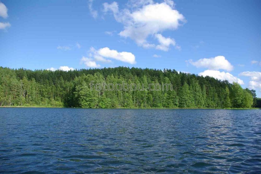 Лес на берегу огромного озера