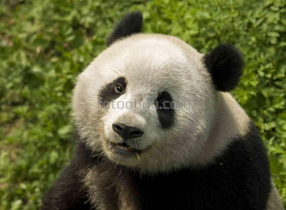 Улыбчивая панда