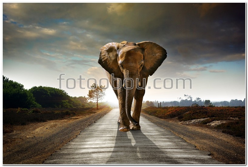 Слон идущий по трассе