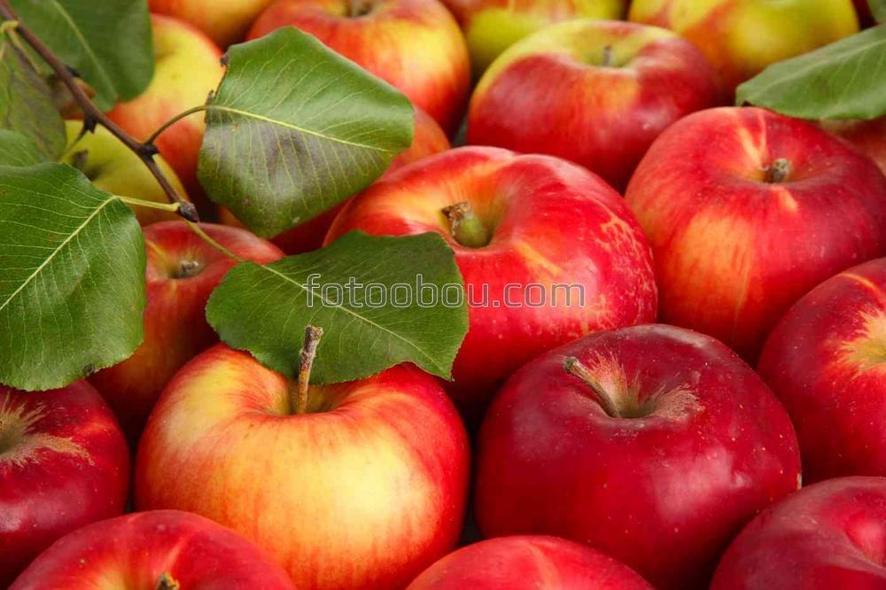 Яблочный ранний урожай