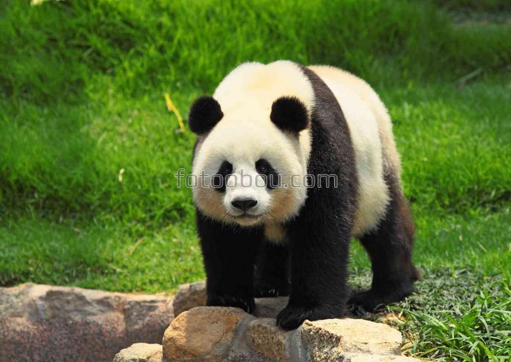 Любопытная панда