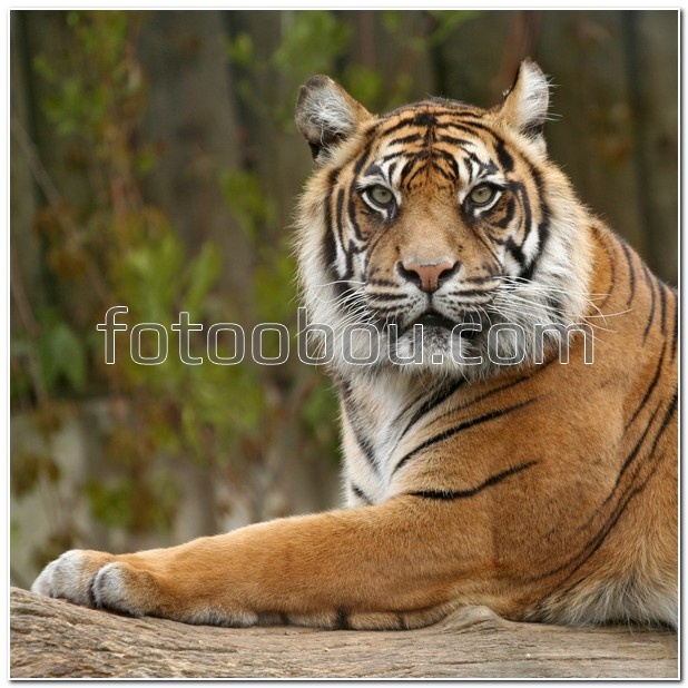 Удивленный тигр