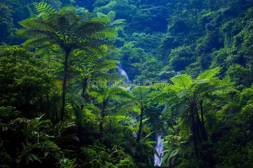 Красивый водопад в тропических джунглях