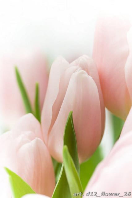 Нежные цветы розовых тюльпанов