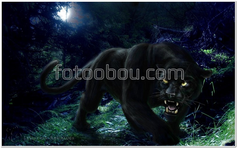 Пантера в ночи