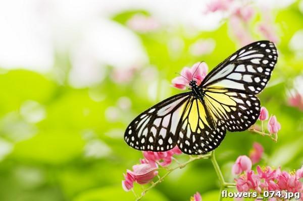 Бабочка боярышница-белявка