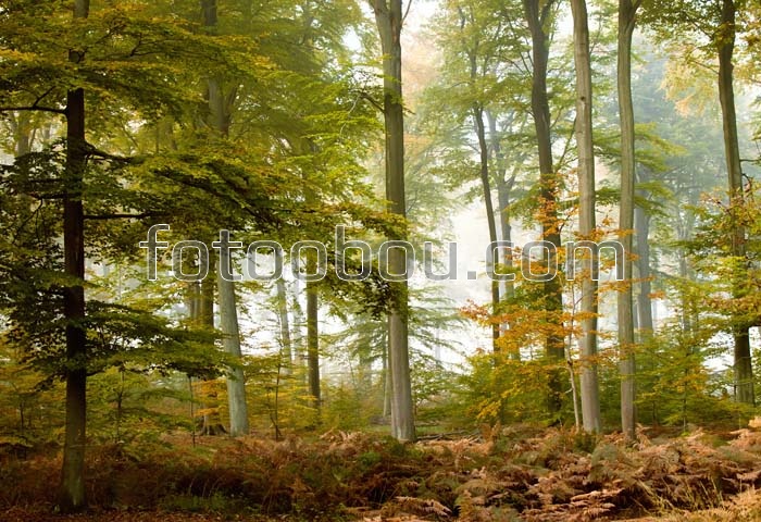Осенний лес на рассвете