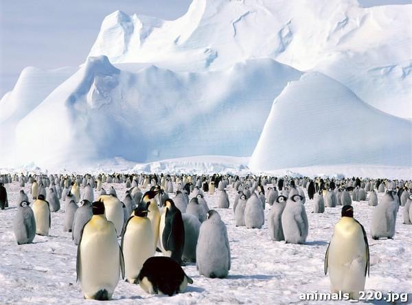 Империя пингвинов