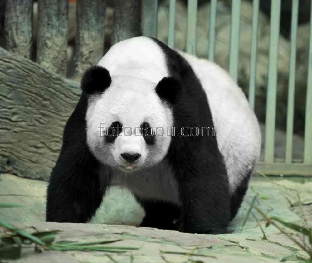 Встревоженная панда