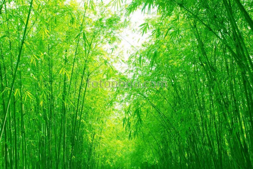 Весенняя бамбуковая роща