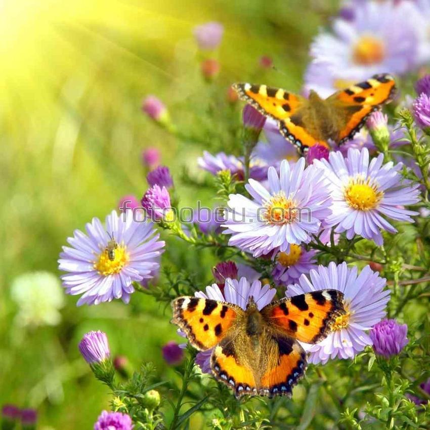 Бабочки на полевых цветах