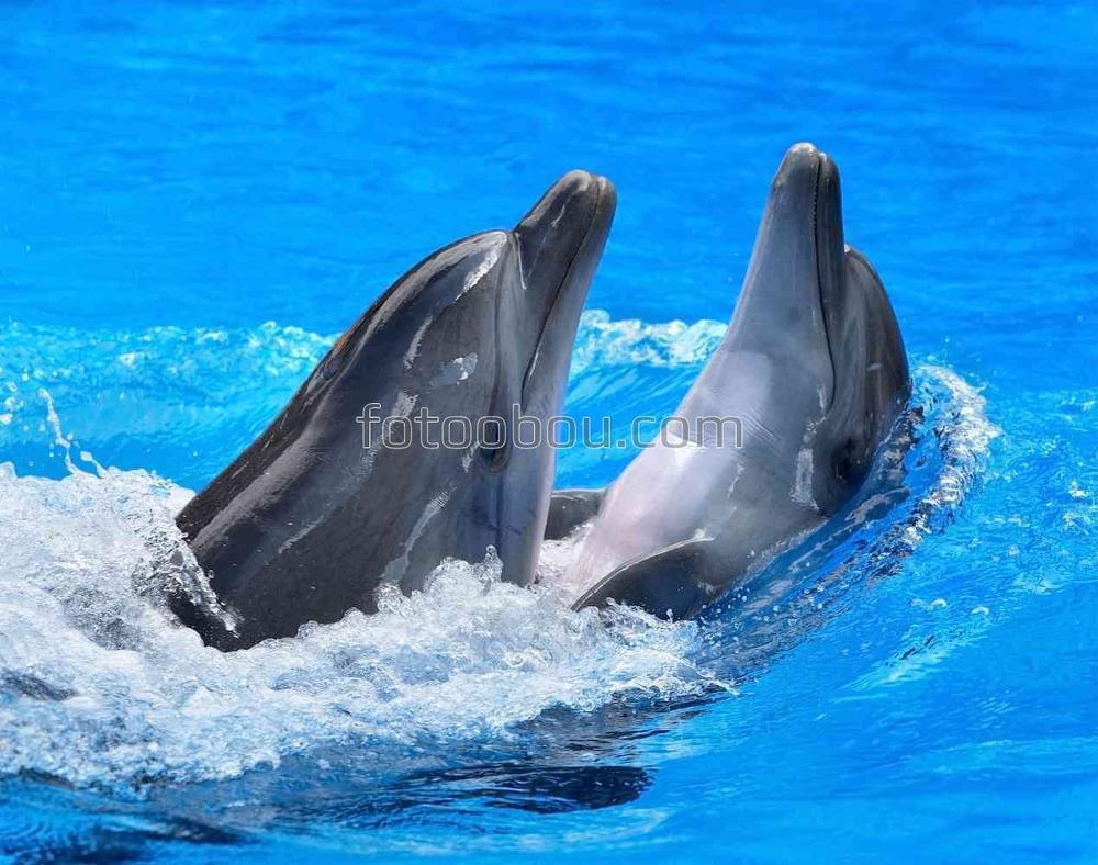 Дрессированные дельфины