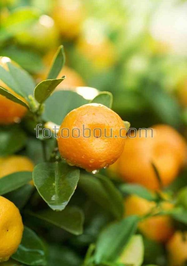 Апельсины на ветке в капельках воды