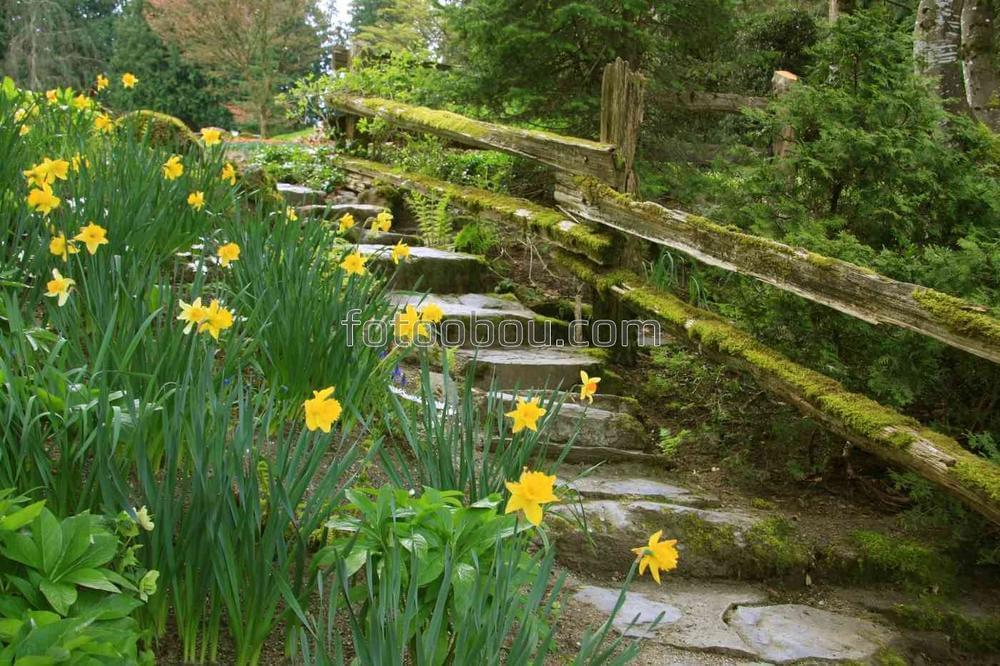 Желтые цветочки возле ступеней