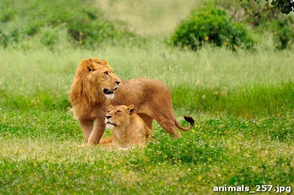 Лев и львица на поляне
