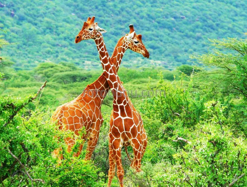 Борьба двух жирафов