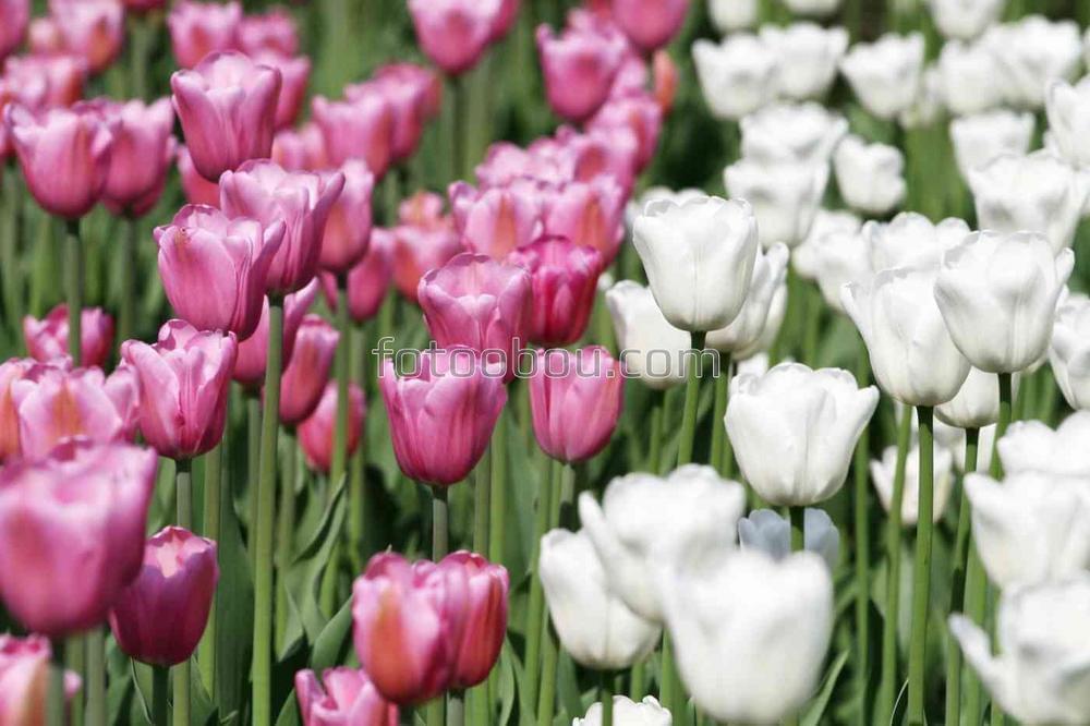 Белые и розовые тюльпаны