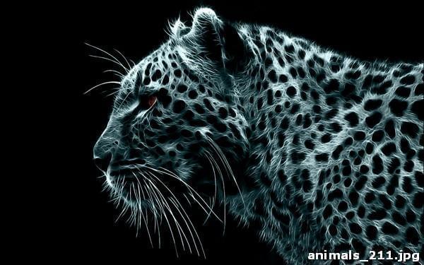 Черно-белый леопард