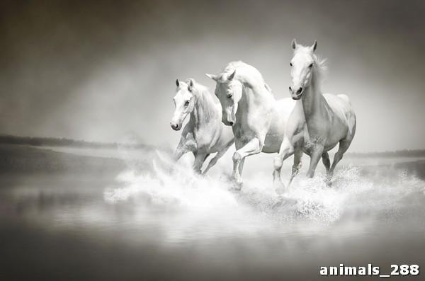 Бег белых коней