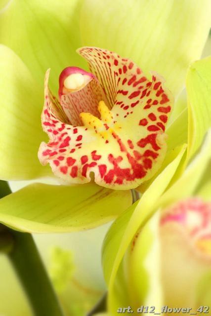 Прима-орхидея