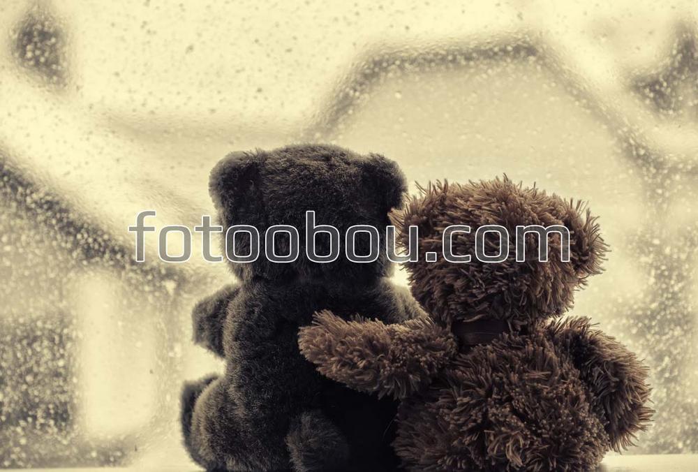 Медведи в объятиях любви