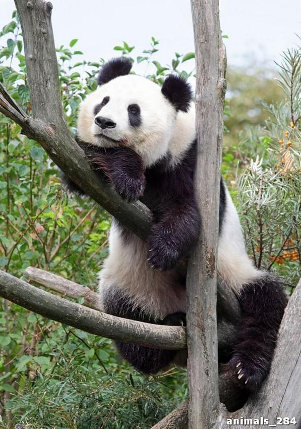 Панда на сухом дереве