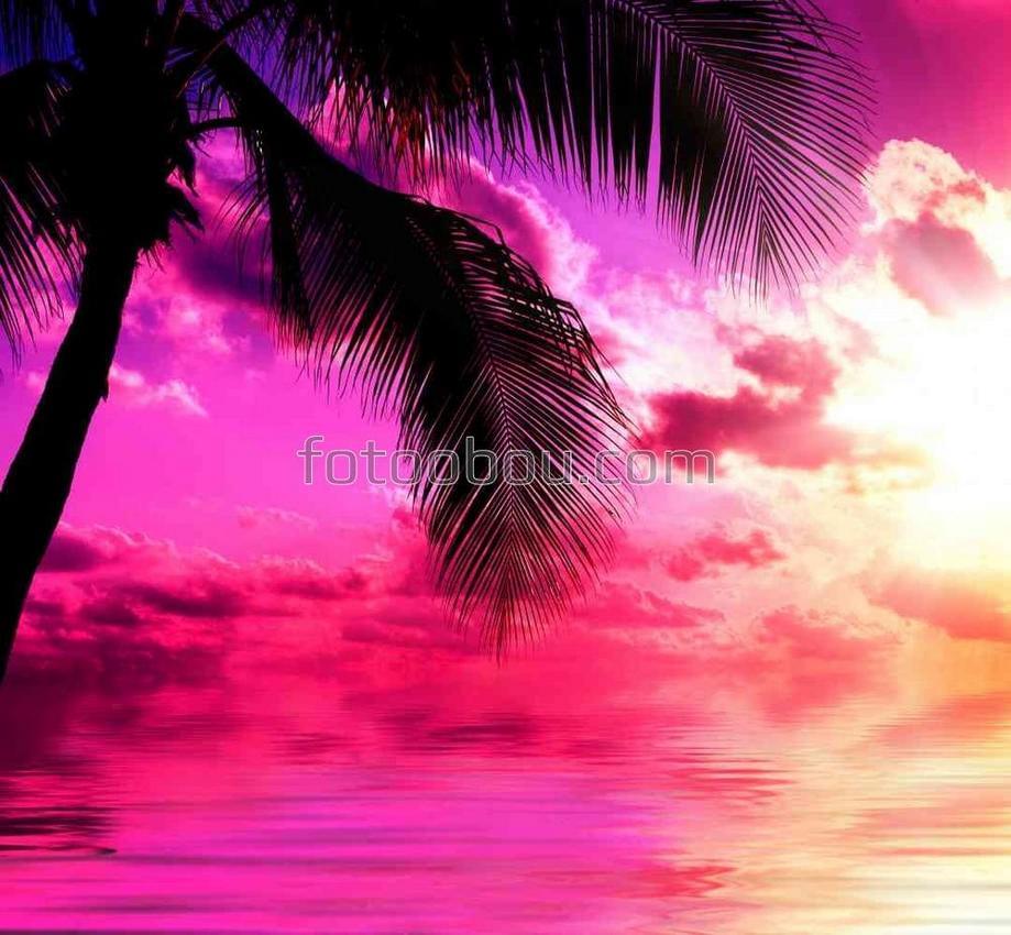 Розовый закат над пальмами