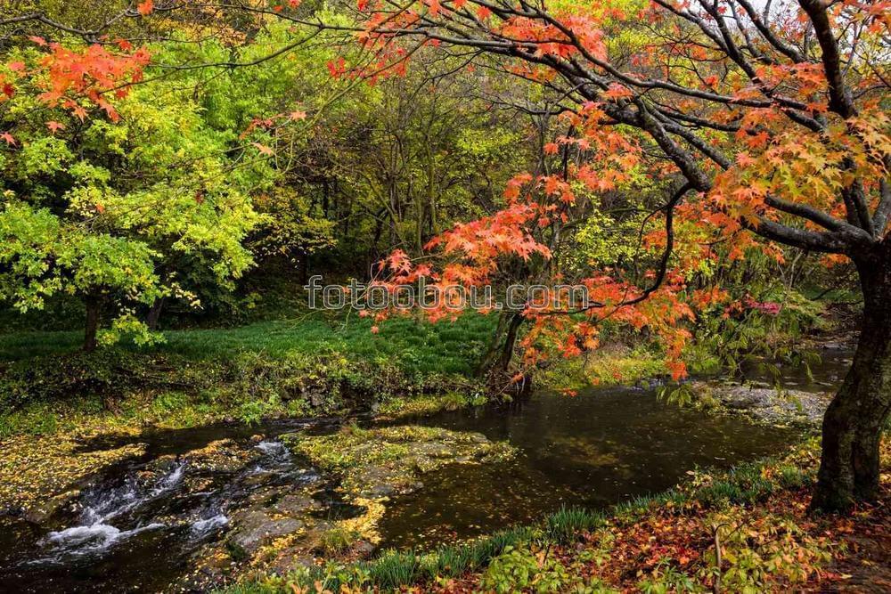 Трехцветная осень в Южной Корее