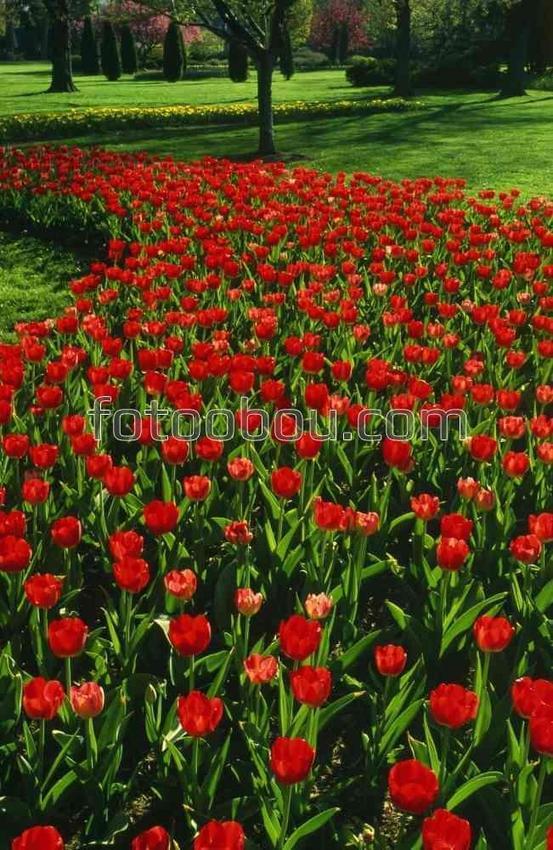 Клумба красных тюльпанов