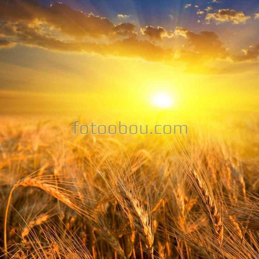 Поле пшеницы встречает рассвет