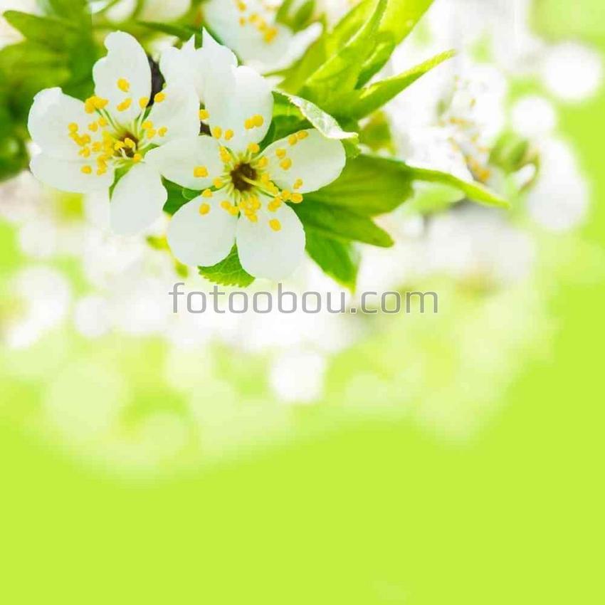 Весенние белые цветы на ветке