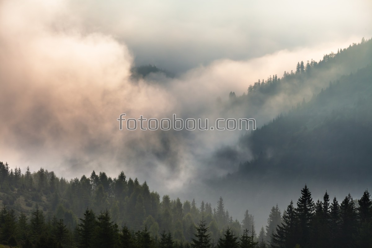 Серый лес в дыму