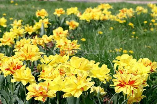 цветы, природа, трава, поляна