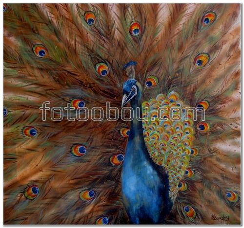 животные, птицы, павлин, хвост, царский павлин