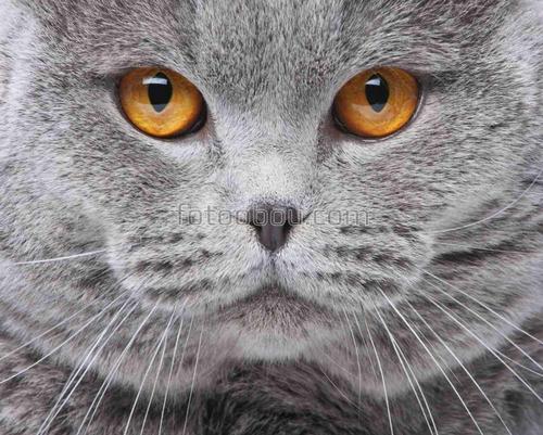 кошка, морда, глаза, животные