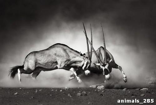 схватка, сернобык, самец, черный, белый