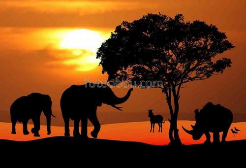 сафари, африка, закат, слоны, природа