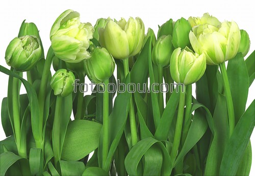 Фотообои Тюльпаны на стену, бесшовные, каталог, цены и фото, купить в Интернет-магазине