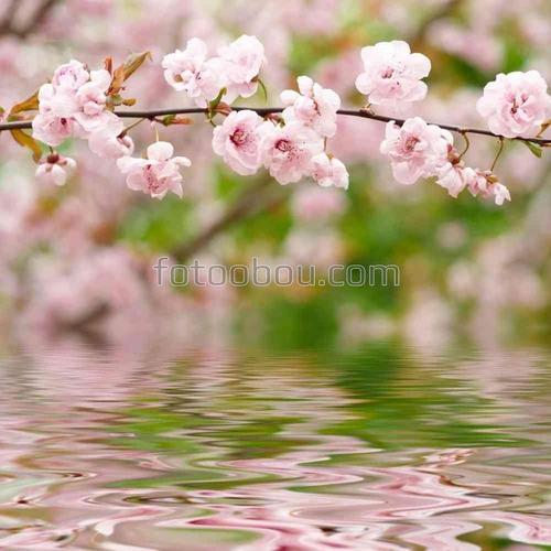 ветка, цветы, сакура, вода, отражение, розовый, зеленый