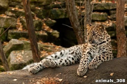 леопард, животное, отдых, камни