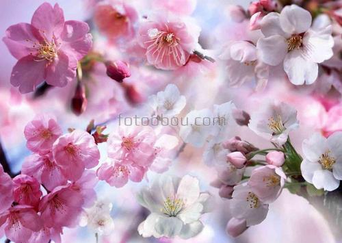 весна, сакура, цветки, яблоня, розовые