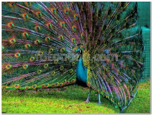 животные, птицы, павлин, хвост, трава