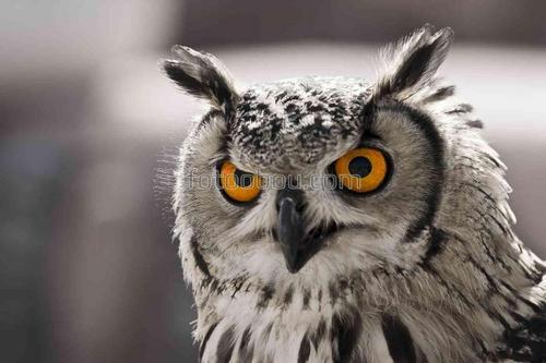 портрет, животные, птицы, сова, взгляд