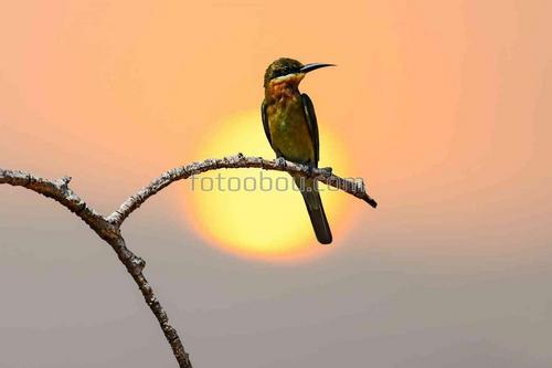 природа, закат, птица, ветка, небо