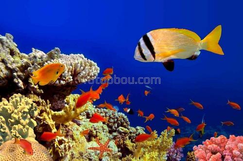 море, подводный мир, рыбы, коралл