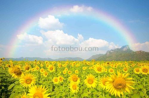 цветы, подсолнух, природа, поле, небо, облака, радуга