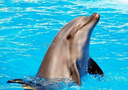 животные, дельфины, море, вода, природа