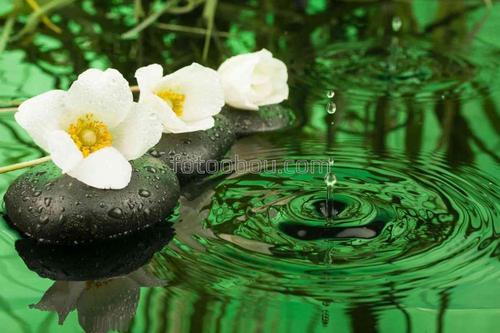 камни, цветы, вода, капли, природа